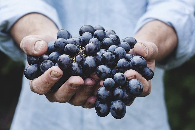 Mãos segurando cacho de uvas