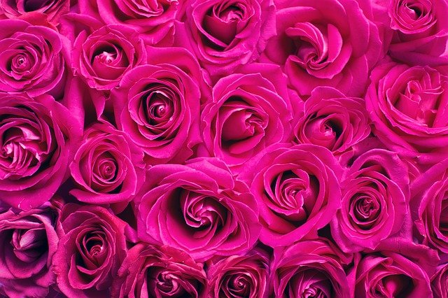 Feliz aniversário mãe - Rosas