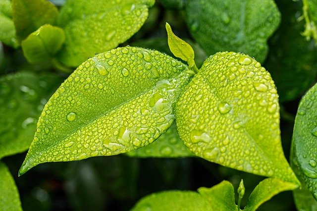 Desejo a Você - Folhas verdes com gotículas de água