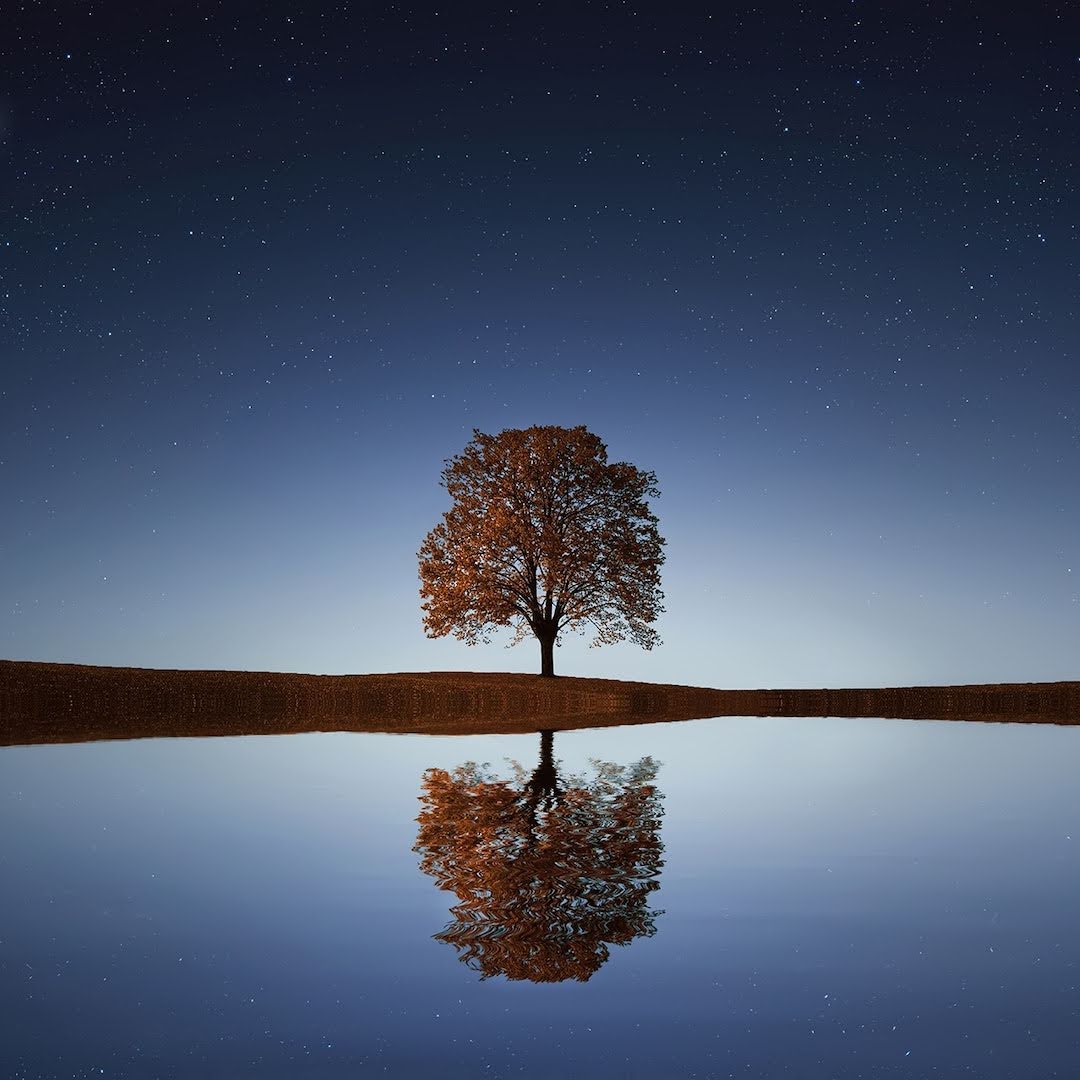 A Importância do Dia e da Noite em Sua Criação - Imagem de uma árvore sendo refletida na água no artigo Palavra Bíblica do Dia 29-12-2022