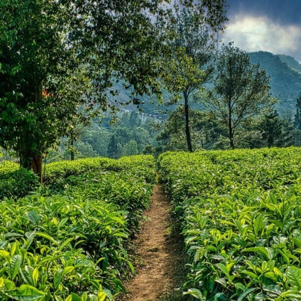 Palavra Bíblica Do Dia 02 02 2023