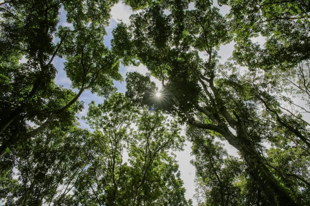 10 Motivos para agradecer a Deus - Sunlight peeks through the lush forest canopy in Paragominas, Pará, capturing nature's serene beauty.