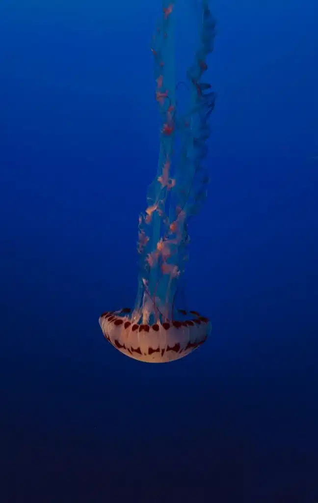 CiÃªncia e FÃ©: a large jellyfish floating in the ocean