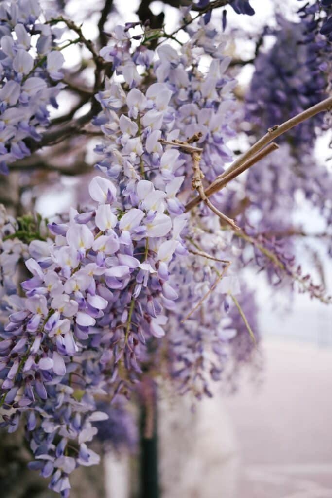 Como Criar uma Atmosfera de Paz e Amor no Lar nos dias em que estamos vivendo com todos os seus desafios? a bunch of purple flowers hanging from a tree