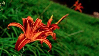 9 Passos Essenciais para Fortalecer Sua Fé Diária